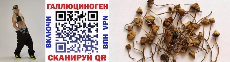 Псилоцибиновые грибы Psilocybine cubensis  закладка  Ессентуки 
